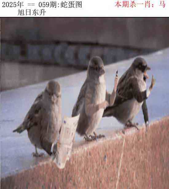 2025年059期 蛇蛋图