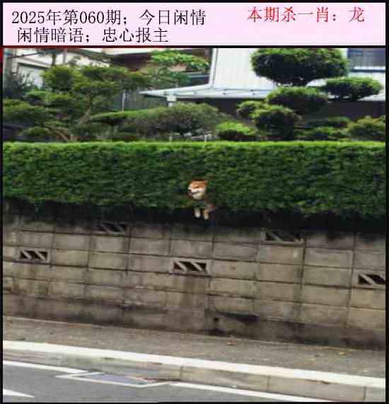 2025年060期 今日闲情