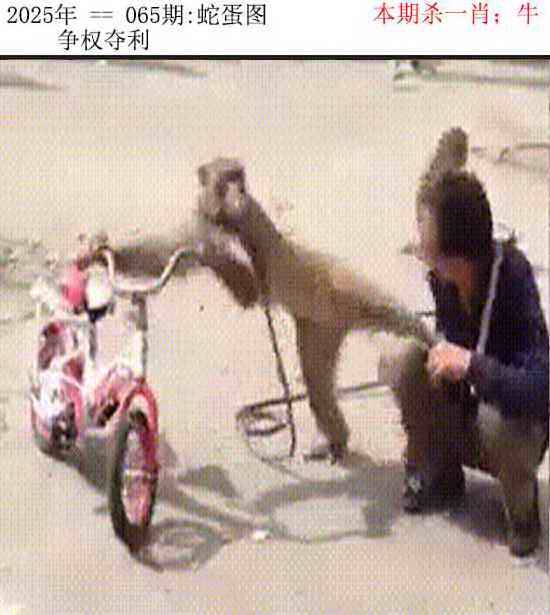 2025年065期 蛇蛋图