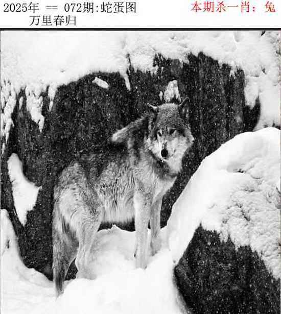 2025年072期 蛇蛋图