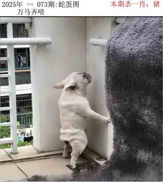 2025年073期 蛇蛋图