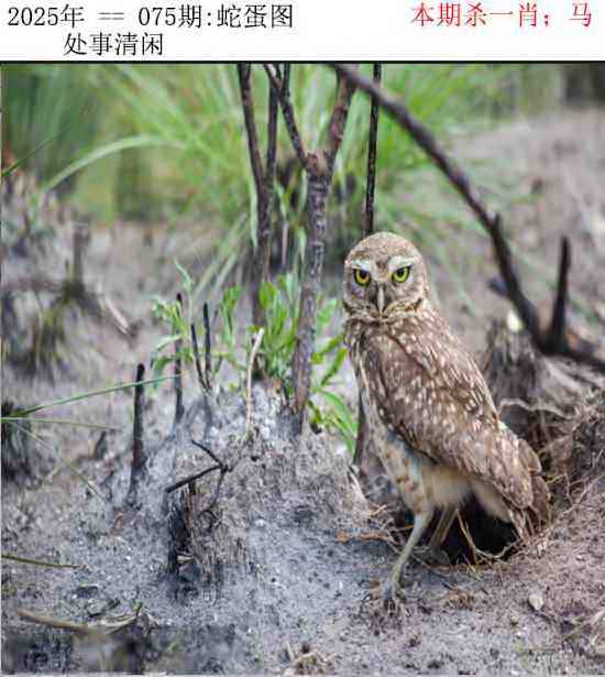 2025年075期 蛇蛋图