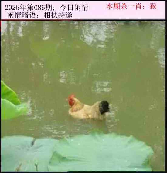 2025年086期 今日闲情