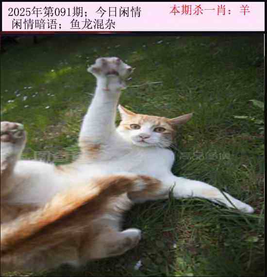 2025年091期 今日闲情