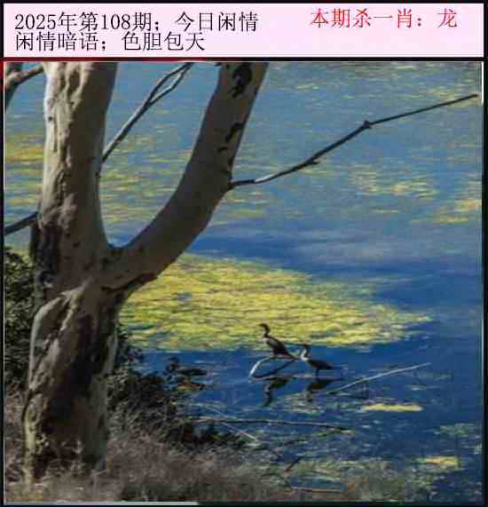 2025年108期 今日闲情