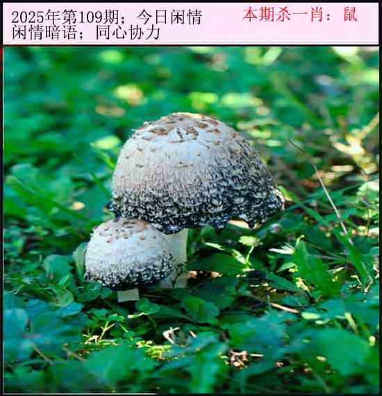 2025年109期 今日闲情