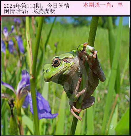2025年110期 今日闲情