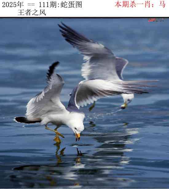 2025年111期 蛇蛋图