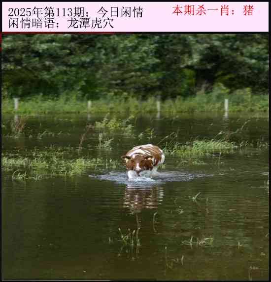 2025年113期 今日闲情