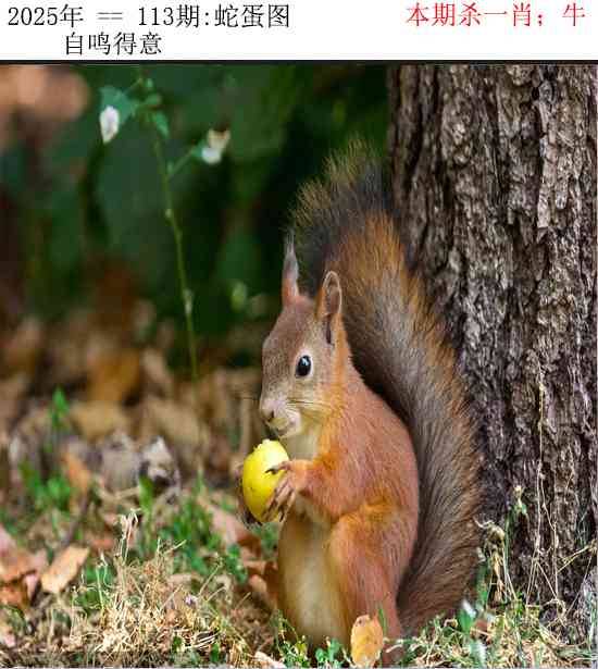2025年113期 蛇蛋图