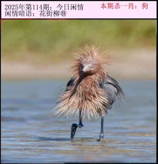 2025年114期 今日闲情