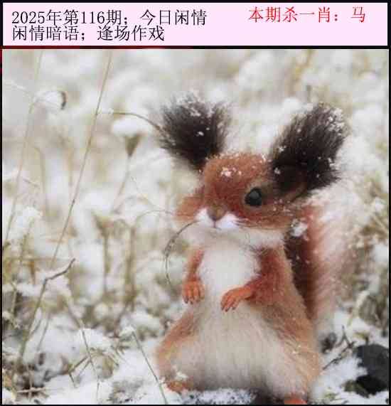 2025年116期 今日闲情
