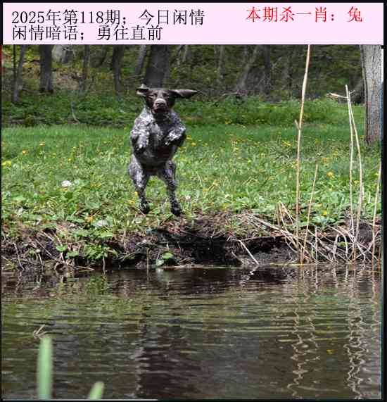 2025年118期 今日闲情