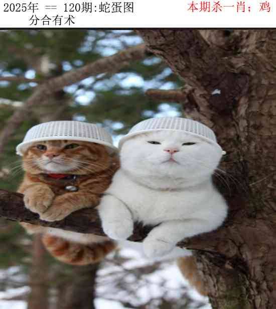 2025年120期 蛇蛋图