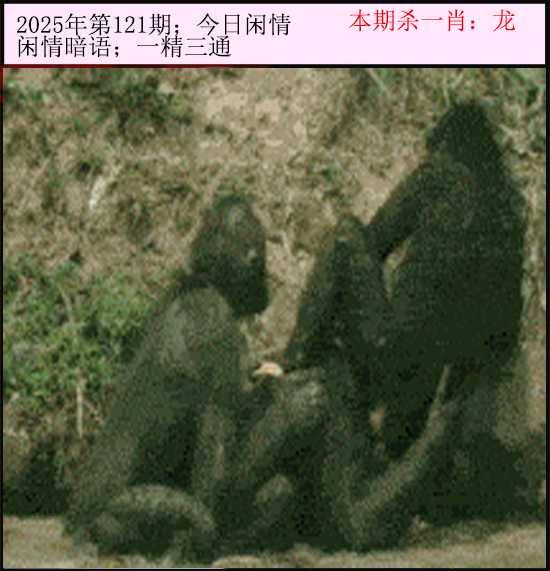 2025年121期 今日闲情