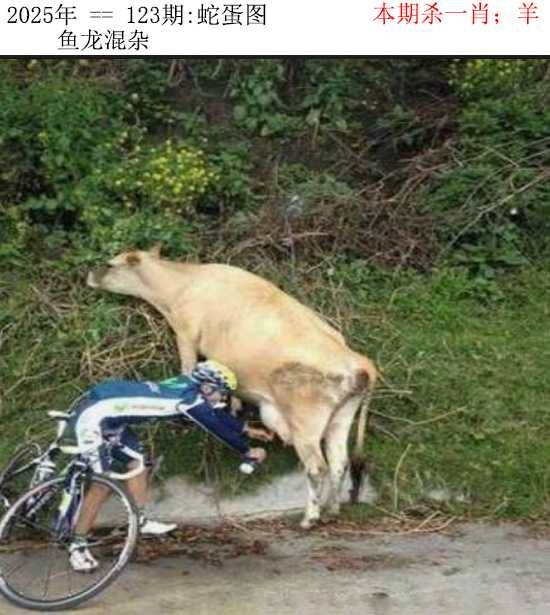 2025年123期 蛇蛋图