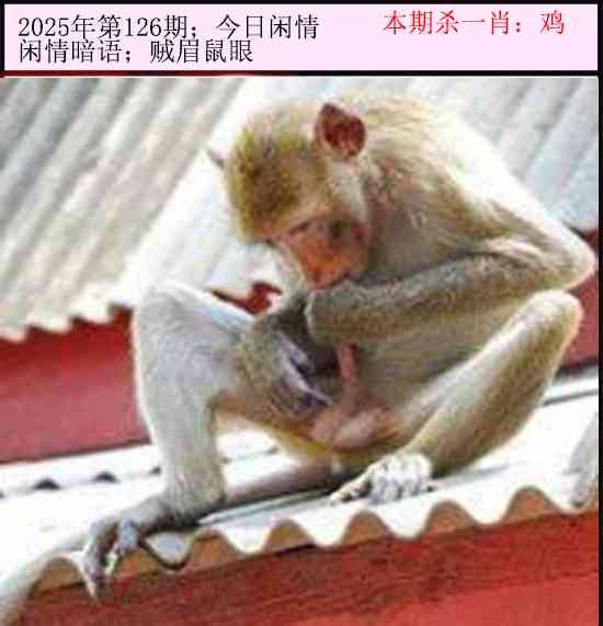 2025年126期 今日闲情
