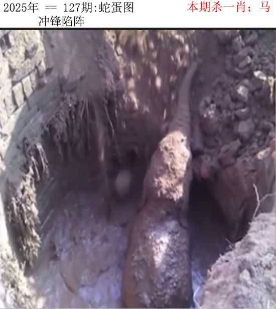 2025年127期 蛇蛋图