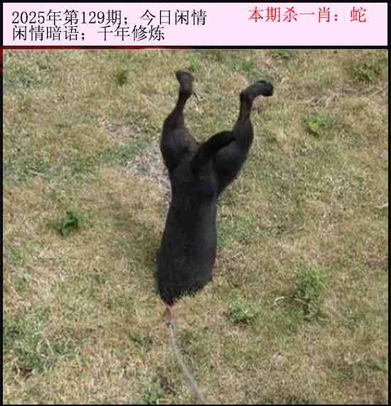 2025年129期 今日闲情