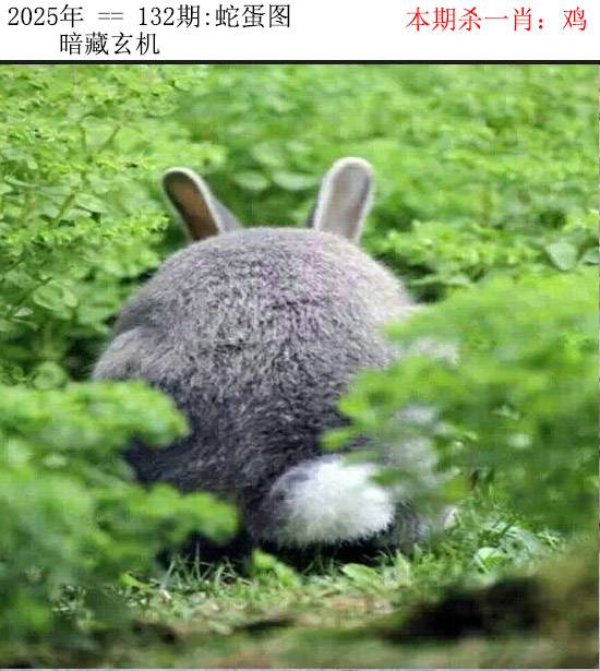 2025年132期 蛇蛋图