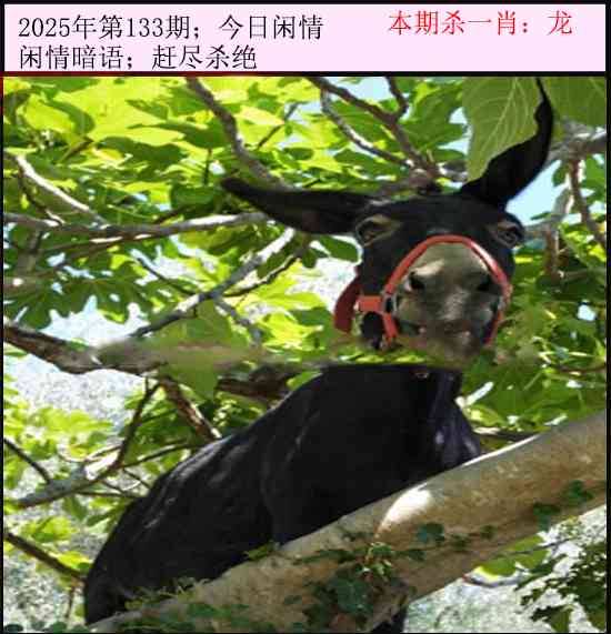 2025年133期 今日闲情