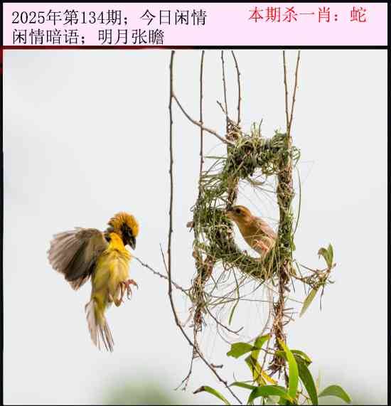 2025年134期 今日闲情
