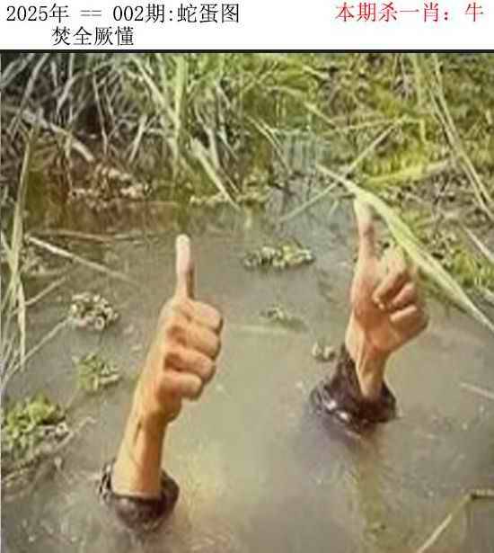 2026年002期 蛇蛋图