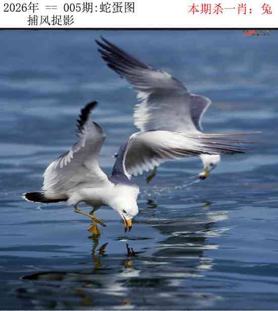 2026年005期 蛇蛋图
