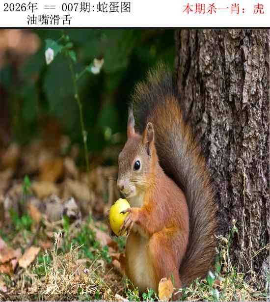 2026年007期 蛇蛋图