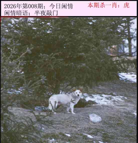 2026年008期 今日闲情