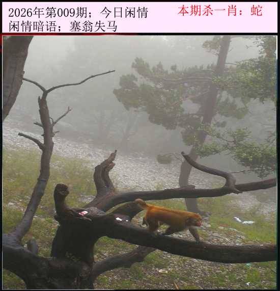 2026年009期 今日闲情