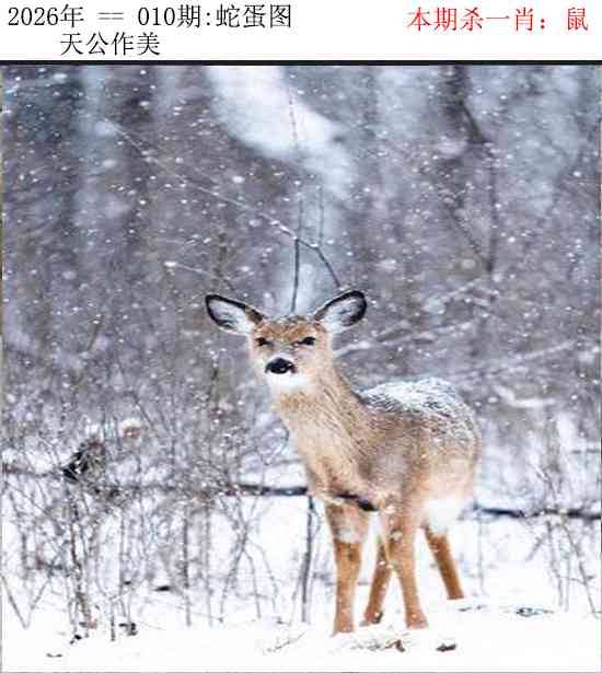 2026年010期 蛇蛋图