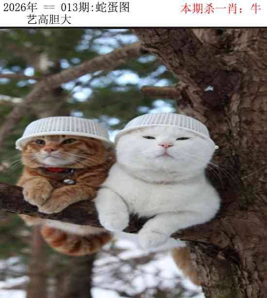 2026年013期 蛇蛋图
