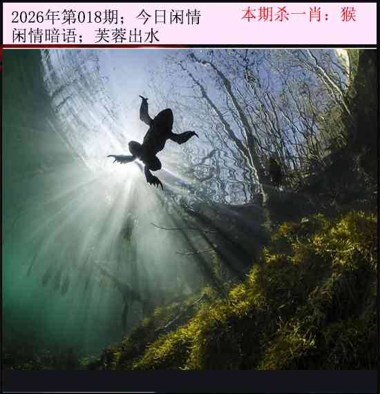 2026年018期 今日闲情