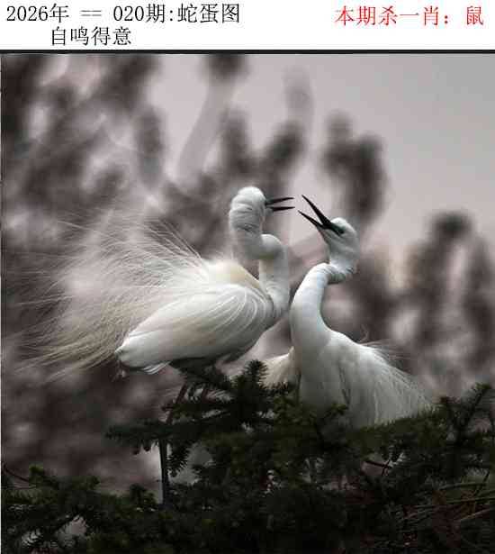 2026年020期 蛇蛋图