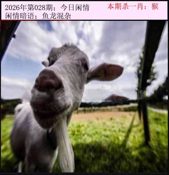 2026年028期 今日闲情