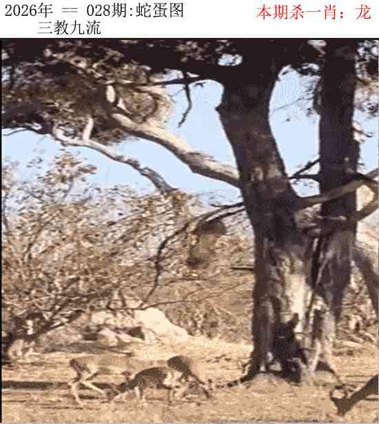 2026年028期 蛇蛋图