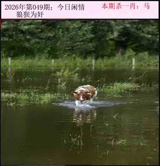 2026年049期 今日闲情