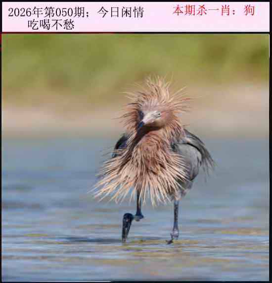 2026年050期 今日闲情