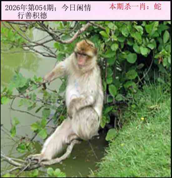 2026年054期 今日闲情